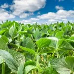 Risk Management Program - Grain Farmers of Ontario
