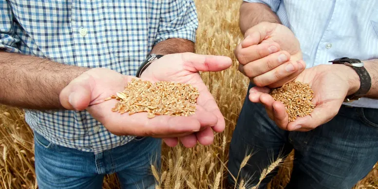 Magill Harvesting